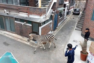 「甘えん坊」のシマウマ脱走、ソウル市街を冒険 韓国