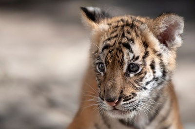 ベンガルトラの赤ちゃん誕生、飼育下ですくすく成長 スペイン