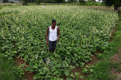 農薬中毒で農民20人死亡、負傷者も多数 インド