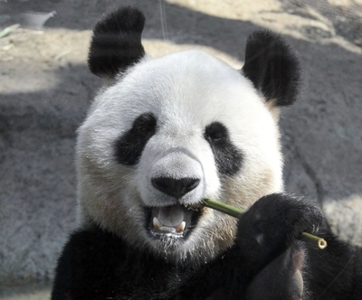 仙台にパンダを、野田首相が訪中で後押しへ