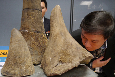 サイの角を密輸、中国人の被告4人に禁錮20年 タンザニア