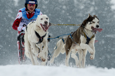 雪の中を疾走！犬ぞり欧州選手権 ドイツ