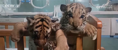 奇跡が起きた！ 母親に捨てられたベンガルトラの子5頭 全て元気に成長