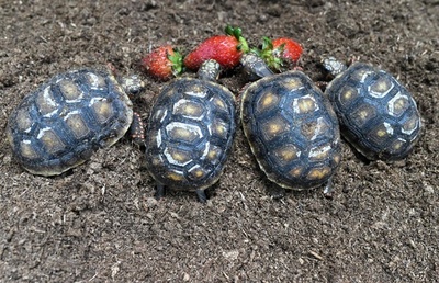 赤ちゃん勢ぞろい、2016年は600匹誕生 シンガポールの動物園