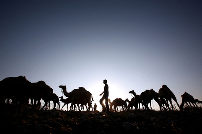 影絵のようなラクダの群れ、ヨルダン川西岸