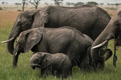 アフリカゾウ現生2種、古代種のように異種交配せず 研究