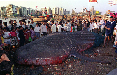 「ジンベイザメを救え」、地元宗教指導者が政府キャンペーンに一役 - インド
