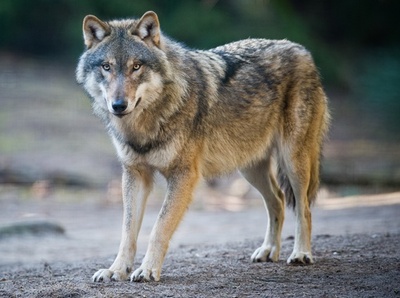 絶滅危惧種のメキシコオオカミ 7匹誕生で沸く動物園 写真8枚 国際ニュース Afpbb News