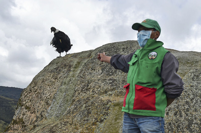 コンドルを絶滅の危機から救う、先住民と生物学者ら協力 コロンビア