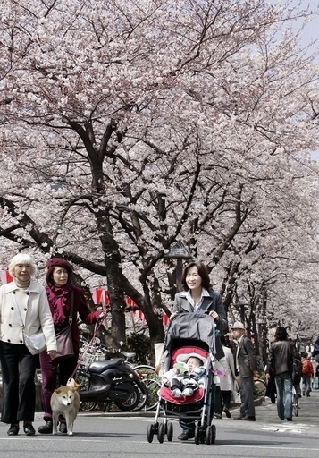 桜の種、国際宇宙ステーションの実験棟「きぼう」へ