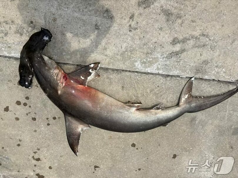 韓国・西帰浦沖で見つかったシュモクザメの死骸(c)news1