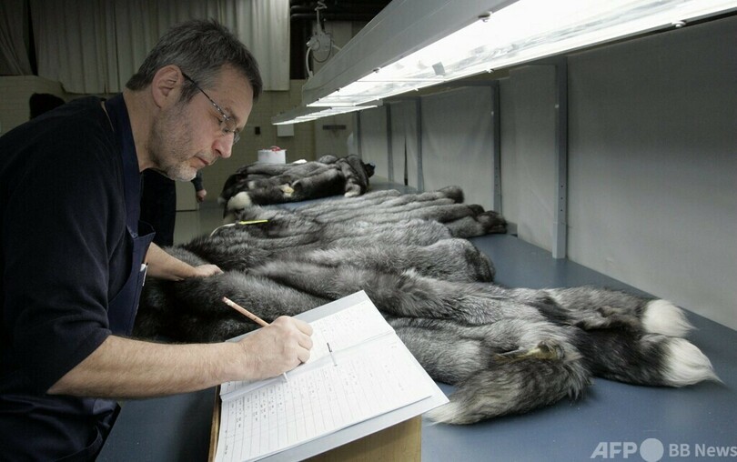 毛皮産業の闇、愛護団体が動物の窮状を極秘撮影 フィンランド