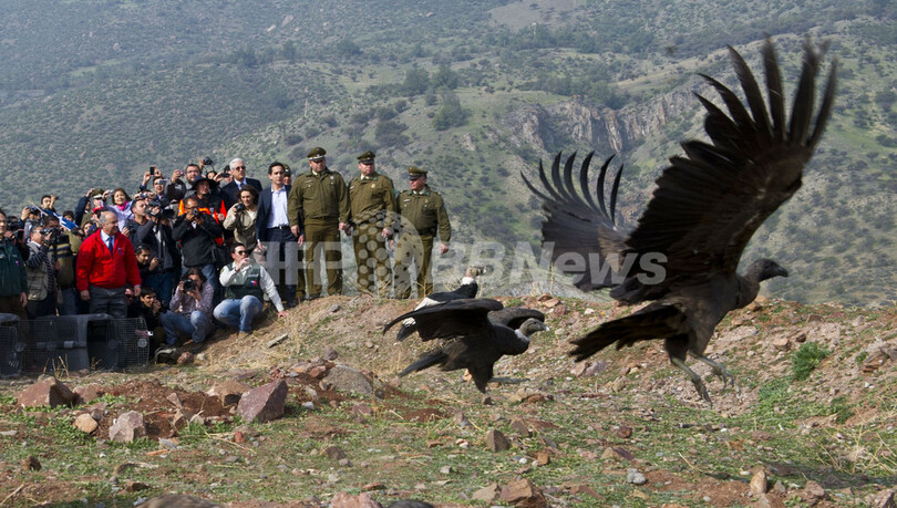 コンドルよ飛んで行け、保護した18羽を放鳥 チリ
