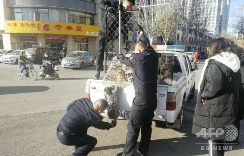 新しい家族と幸せに 道端で80日間たたずんでいた犬に新しい飼い主