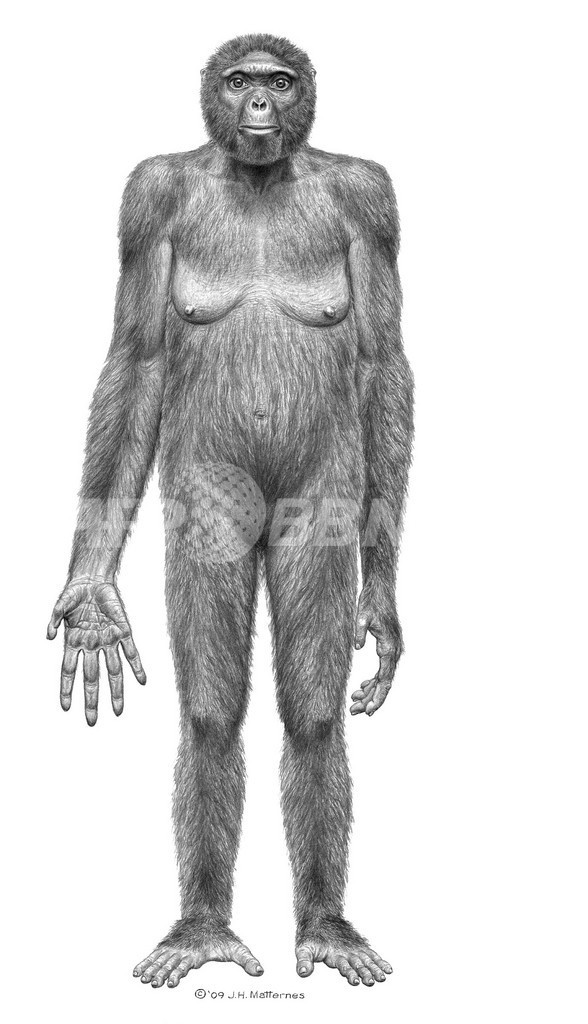 最古の猿人、440万年前の全身骨格化石を発見