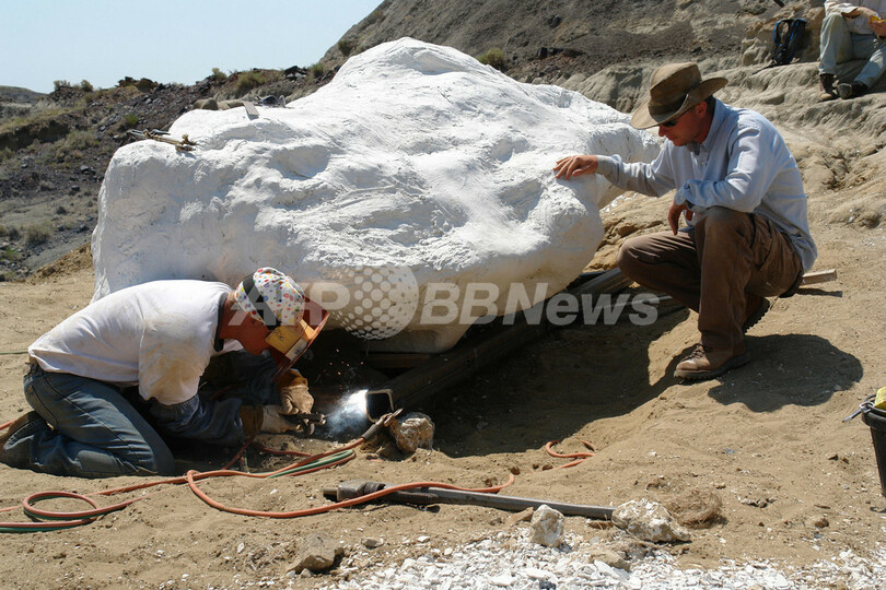 恐竜のミイラを発見
