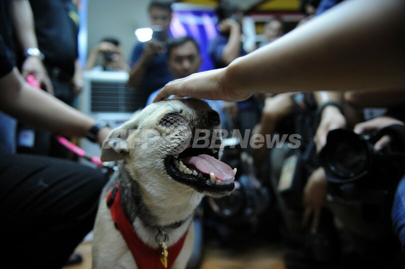 顔面失った英雄犬、治療終えフィリピンに帰国