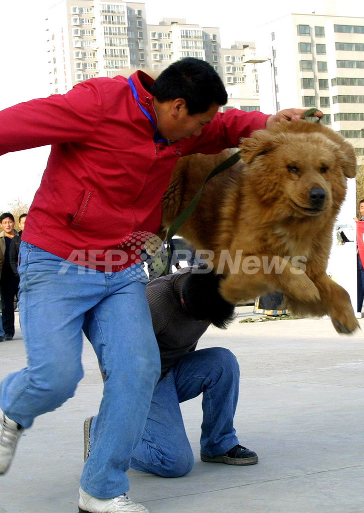 中国でドッグショー開催 チベット原産大型犬が活躍 写真6枚 国際ニュース Afpbb News