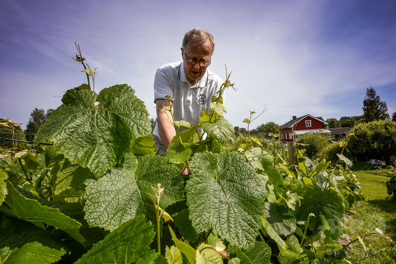 世界最北のワイン、味の秘訣は雪と太陽と創意工夫 フィンランド
