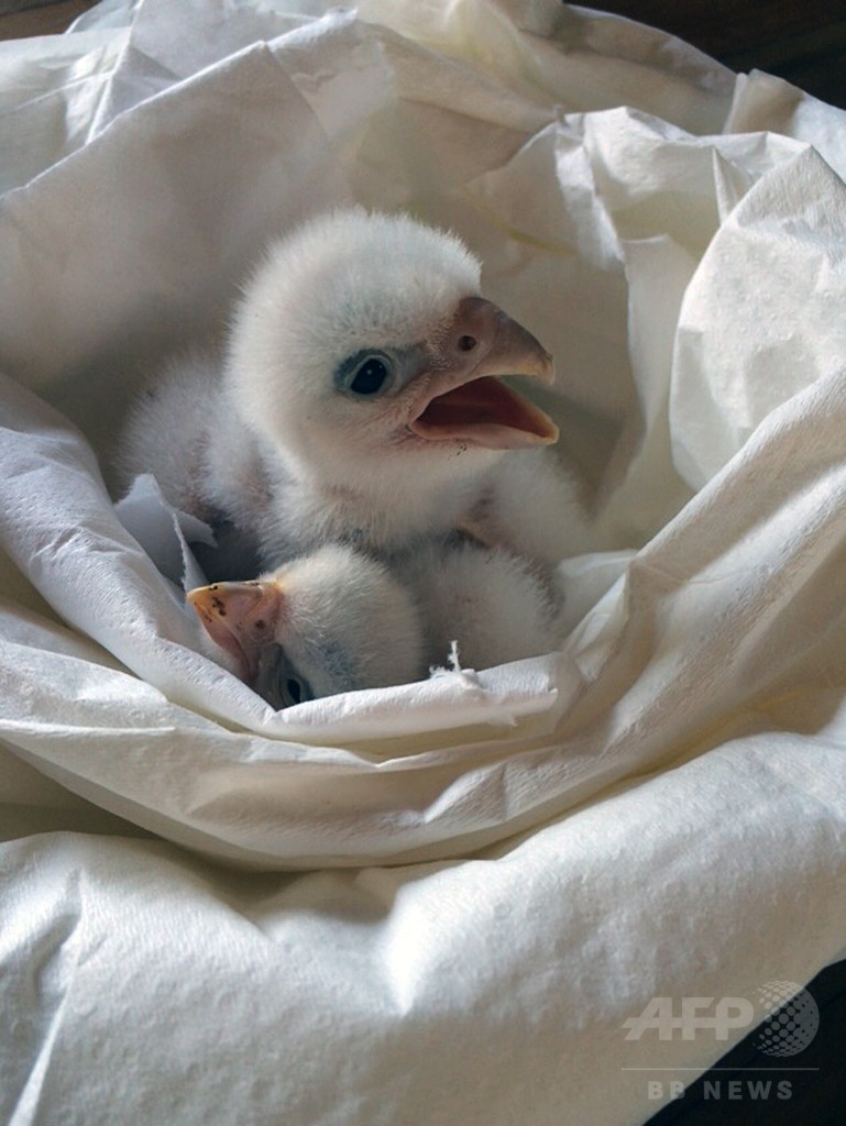 盗まれた希少ハヤブサの卵を保護、ひなも誕生 チリ