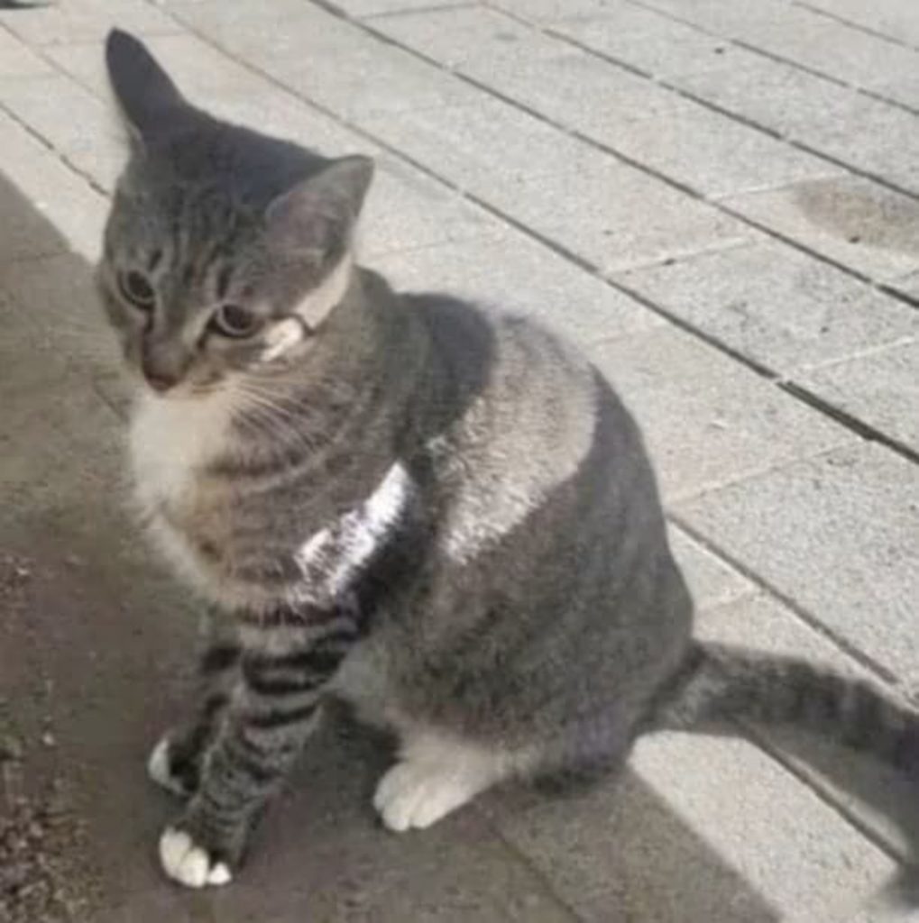 野良猫を保護した女性に「みんなの猫を奪った」攻撃…韓国・地域猫