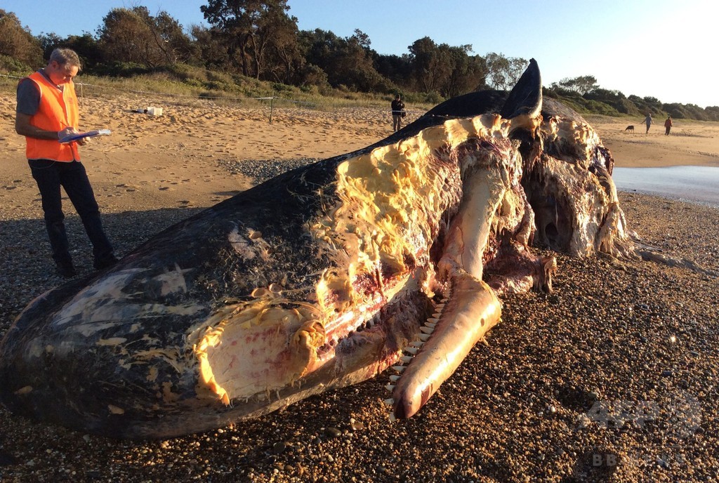 サメの餌食になったマッコウクジラ、豪海岸に漂着 サメの餌食になったマッコウクジラ、豪海岸に漂着