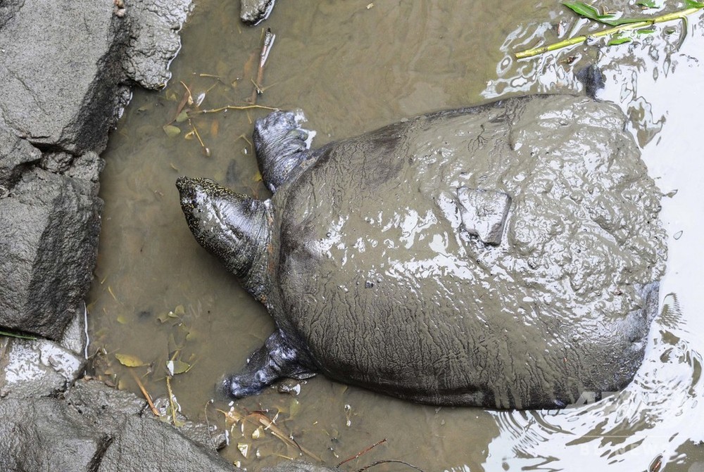 希少な巨大スッポン死ぬ 中国の動物園 世界に残り3匹か 写真1枚 国際ニュース Afpbb News