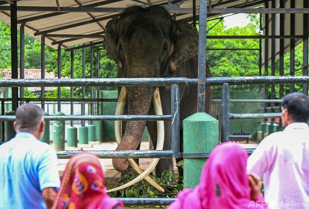 タイ寄贈のゾウ、虐待されていた寺院から救出 スリランカ 写真7枚 国際