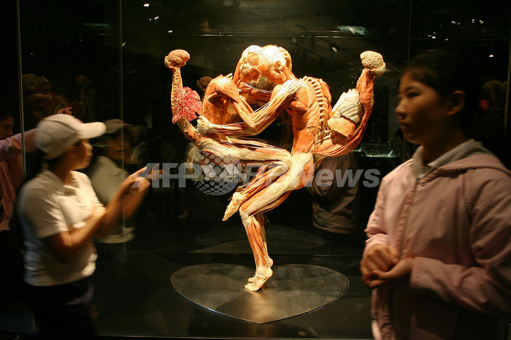 ロスの実物人体標本展覧会「人体の世界3」、美容体操中の標本も登場 写真28枚 国際ニュース:AFPBB News ロスの実物人体標本展覧会「人体の世界3」、美容体操中の標本も登場 写真28枚 国際ニュース:AFPBB News