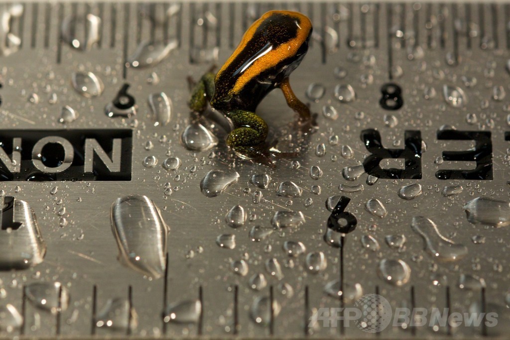 小さい 英水族館のヤドクガエル 国際ニュース Afpbb News