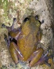 大メコン圏で見つかったアマガエルの新種。変色能力と鋭い突起を持つ。世界自然保護基金が発表（2015年5月27日提供）。(c)AFP/WWF