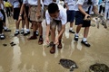 タイのサッタヒープにあるタイ海軍のウミガメ保護センターで、海に放つためにウミガメを砂浜に置く子どもたち（2017年7月26日撮影）。(c)AFP/LILLIAN SUWANRUMPHA