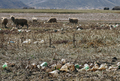 チチカカ湖（Lake Titicaca）周辺の牧草地（2007年7月10日撮影）。(c)AFP/AIZAR RALDES