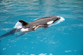 仏アンティーブ（Antibes）の水族館「マリーンランド（Marineland）」のプールで、生まれたばかりのシャチの赤ちゃんと泳ぐ母シャチ（2011年3月16日撮影）。(c)AFP/MARINELAND/CHRISTIAN GUENANFF