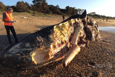 サメの餌食になったマッコウクジラ 豪海岸に漂着 写真1枚 国際ニュース Afpbb News