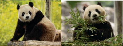 米ワシントンのスミソニアン国立動物園で2頭のパンダが一般公開