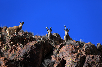 アイベックス、春の暖かさに誘われ姿見せる 新彊ウイグル