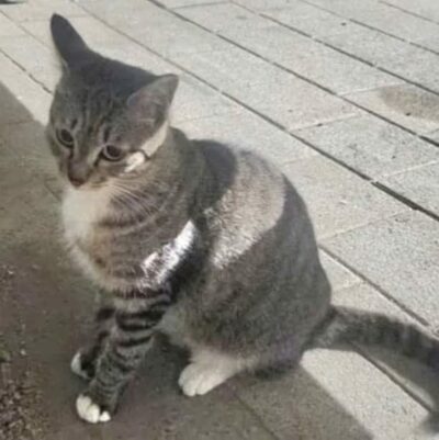 野良猫を保護した女性に「みんなの猫を奪った」攻撃…韓国・地域猫活動家の投稿に批判殺到