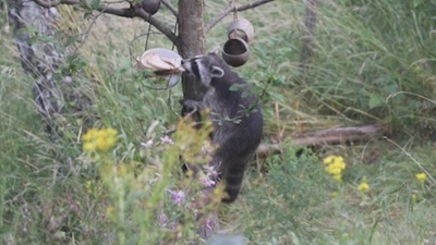字幕:外来種アライグマとの闘い、根絶にはもはや手遅れ ベルギー