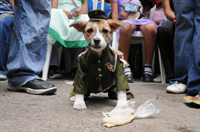 ペットの犬とともに祝う、聖ラザロの祭り