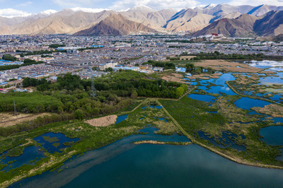 初夏に彩る「ラサの肺」 チベットのラル湿地