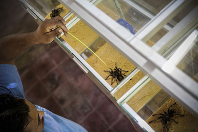 ニカラグアから輸出されるタランチュラ