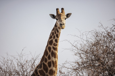 1歳4か月女児、キリンに踏まれ死亡 南ア