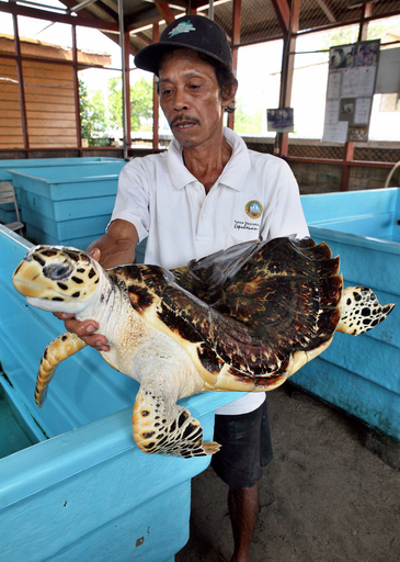 インドネシアのリゾート島に広がる海洋汚染、「タイマイ」も絶滅の危機に