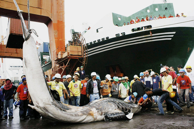 フィリピンの港で体長7.4メートルのジンベイザメの死骸を回収