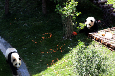 パンダ2頭が「引っ越し先」で最初の誕生日、みんなでお祝い 