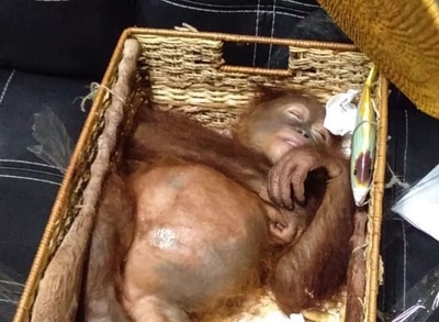 スーツケースにオランウータン、ロシア人旅行者を空港で逮捕 バリ島