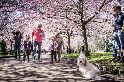 デンマークで日本の桜が満開に