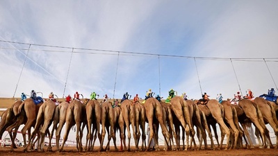 砂漠を疾走！ UAEでラクダレース