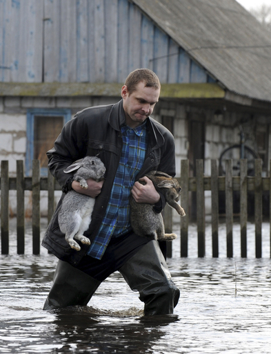 ベラルーシで川氾らん、ウサギも一緒に避難
